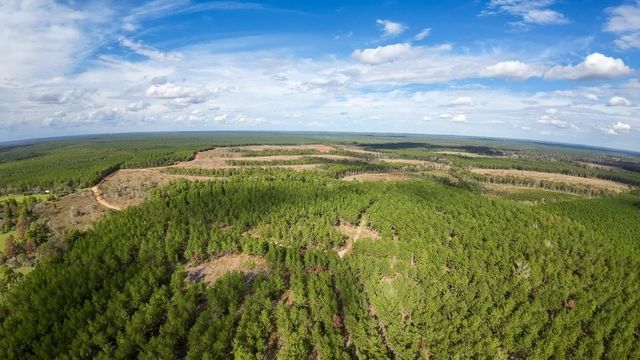 462 TIMBER RD, Livingston, TX, 77351
