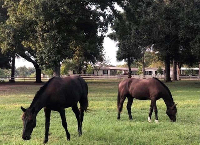  26427 1/2 Dobbin Huffsmith rd Rd, Magnolia, TX 77354
