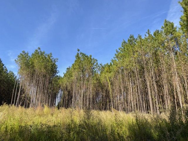 TBD CR 1150, Woodville, TX, 75979